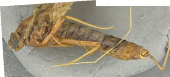 Media type: image;   Entomology 11254 Aspect: habitus lateral view
